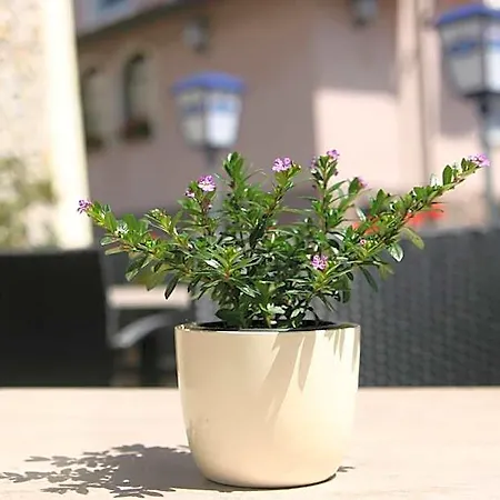Hotel Restaurant Zum Hirschen Donaueschingen