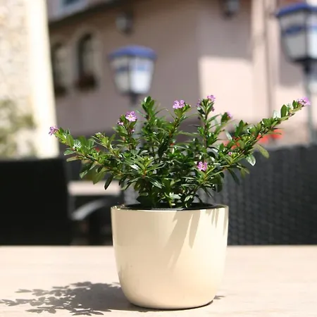 Restaurant Zum Hirschen دوناوشينغن